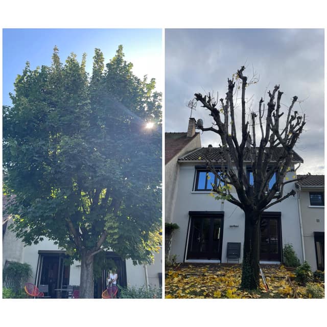 Élagage d'un grand érable devant une maison : arbre avant taille et après taille en têtard