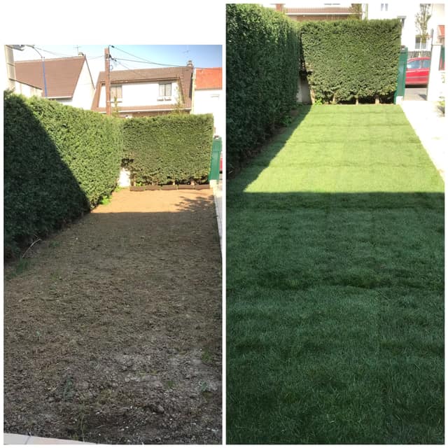 Pose de gazon en plaques dans une allée de jardin bordée de haies, avant et après